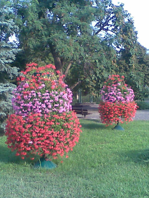 viragpiramis-2.jpg